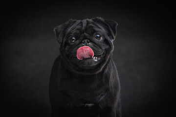 Black pug on a uniform background