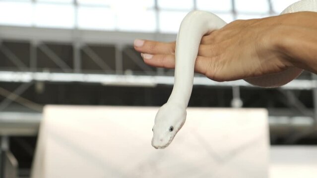 
A snake tamer at the circus holds a white snake in his hand, details
