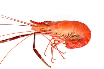 Cooked shrimps isolated on white background
