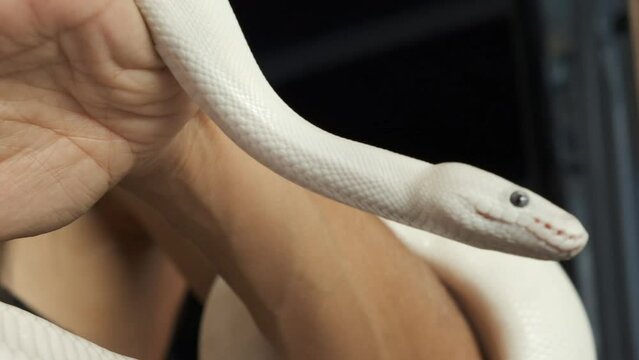 
A snake tamer at the circus holds a white snake in his hand, details