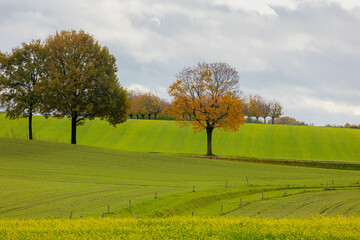 The terrain country in the southern of Netherlands, Landscape view of hilly countryside, Yellow flowers of Rapeseed also known as Oilseed rape, White mustard (Sinapis alba) Agriculture in Zuid-Limburg