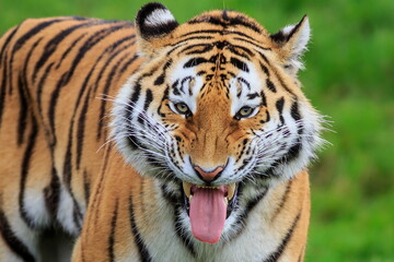 Fototapeta na wymiar male Siberian tiger (Panthera tigris tigris) It's funny about the grimace.