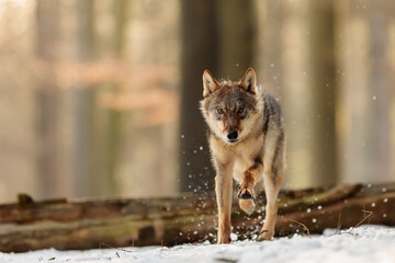 Eurasian wolf (Canis lupus lupus) running through the winter woods