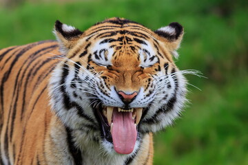 Fototapeta na wymiar male Siberian tiger (Panthera tigris tigris) grinning madly like he's slicing a lemon