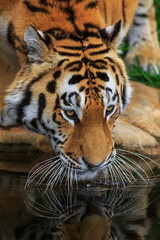 male Siberian tiger (Panthera tigris tigris) he's drinking right now