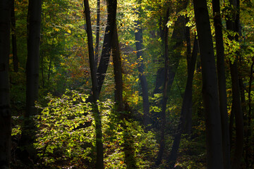 Obraz premium autumn mood