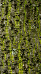 moss on the tree