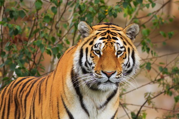 Fototapeta na wymiar male Siberian tiger (Panthera tigris tigris) orange with black stripes