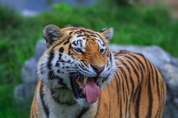 Fototapeta na wymiar male Siberian tiger (Panthera tigris tigris) close up portrait from side