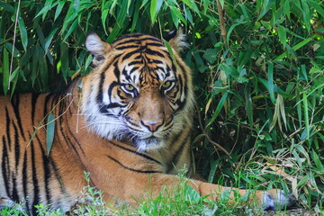 male Malayan tiger (Panthera tigris jacksoni) under the bamboo bush