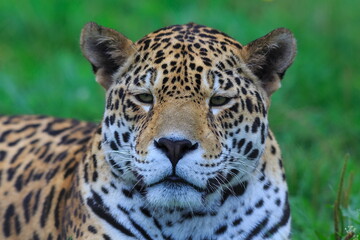 The jaguar (Panthera onca) close up portrait