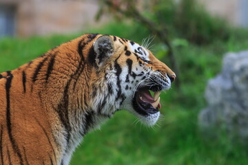 male Siberian tiger (Panthera tigris tigris) close up portrait from side