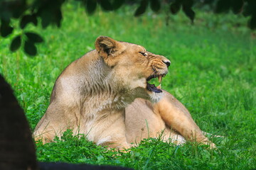 nice and cute young female lioness (Panthera leo) when resting, she roars into the distance