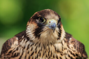 female Peregrine falcon (Falco peregrinus) close up portrait