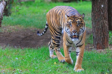 male Malayan tiger (Panthera tigris jacksoni) slowly walking through the grass