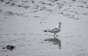 Ring Billed Gull