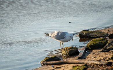 Ring Billed Gull