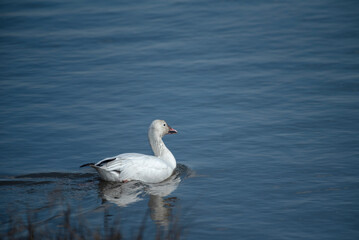 Snow Goose