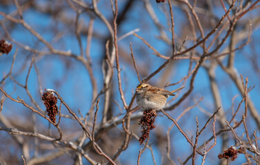 White Throated Sparrow