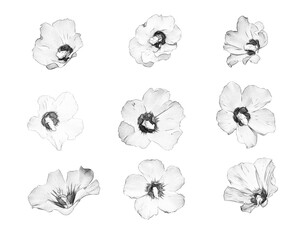 set of flowers drawn with a pencil on a white background