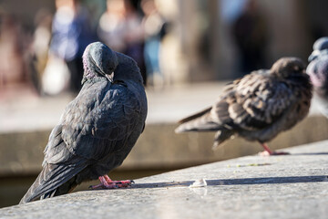 City Pigeon preens close-up. Feral pigeon standing on concrete edge.