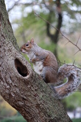 Obraz premium New York City, USA