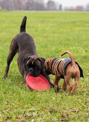 Boxer spielen miteinander, Gelb und Gestromt
