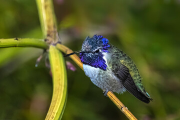 Costa's Hummingbird (Calypte costae) With Ruffled Feathers Getting Ready to Protect His Territory