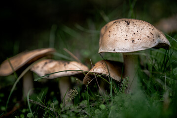 Forest mushrooms.
