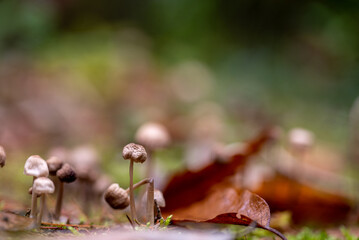 Forest mushrooms.