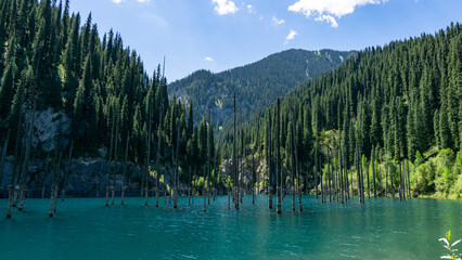 mountain lake. flooded forest. trees in the water