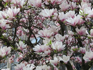 pink and white flowers