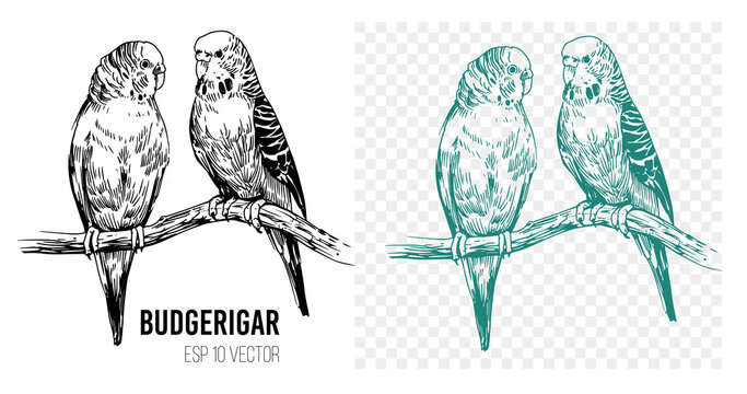 Budgerigar,  sketch vector illustration. Editable outline on transparent background