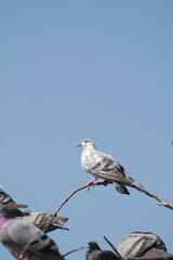 Indian Pigeon OR Rock Dove - The rock dove, rock pigeon, or common pigeon is a member of the bird family Columbidae. In common usage, this bird is often simply referred to as the 