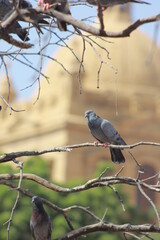 Indian Pigeon OR Rock Dove - The rock dove, rock pigeon, or common pigeon is a member of the bird family Columbidae. In common usage, this bird is often simply referred to as the 