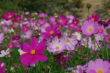 field of flowers