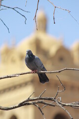 Indian Pigeon OR Rock Dove - The rock dove, rock pigeon, or common pigeon is a member of the bird family Columbidae. In common usage, this bird is often simply referred to as the 