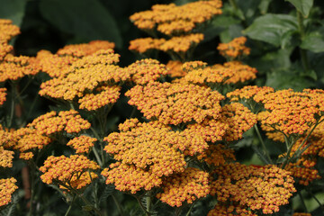 Orange ornamental yarrow flowers in close up