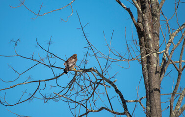 Red Shouldered Hawk