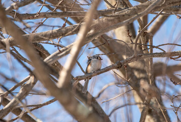 Tufted Titmouse