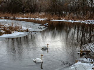 Two swans on winter lake .