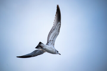 seagull flying in the sky (close)