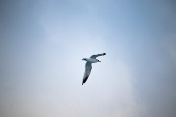 seagull in the sky