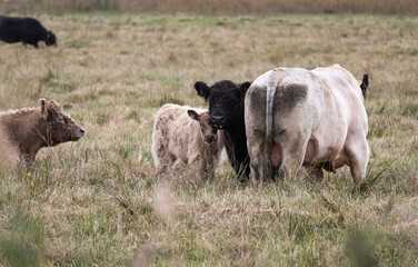 Fototapeta na wymiar Rinderherde mit Bulle, Kuh und Kalb