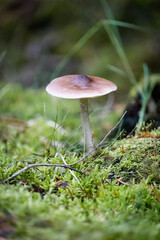 mushroom in the forest