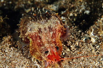 a cuttlefish on the sandy bottom, holding in its tentacles a shrimp in its seabed habitat 