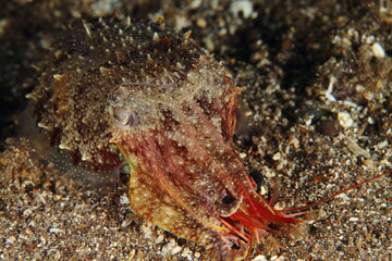 a cuttlefish on the sandy bottom, holding in its tentacles a shrimp in its seabed habitat 