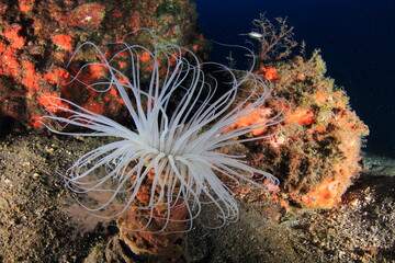 cnidarian anemone anemone perches on the rocky sandy seabed with its tentacles at the mercy of the ocean current
