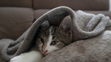  gattina grigia che sta sul divano sotto coperta