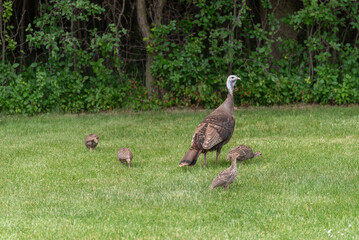 Wild Turkey With Chicks In Spring